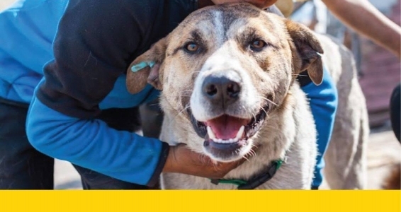 Anca GEORGESCU | APEL LA VOLUNTARI  