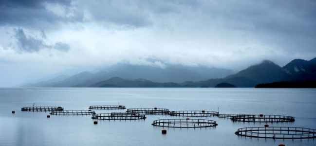 Deputatul Remus Lăpușan - Un pas decisiv pentru dezvoltarea acvaculturii în România